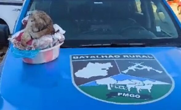 Operação "Caminho Seguro" do Batalhão Rural da PMGO combate o abate e furto de gado em Caldas Novas