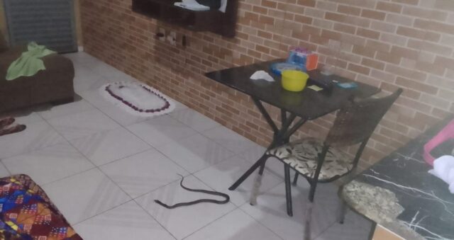 VÍDEO: Morador de Catalão relata invasão de serpente em residência e cobra ação da prefeitura