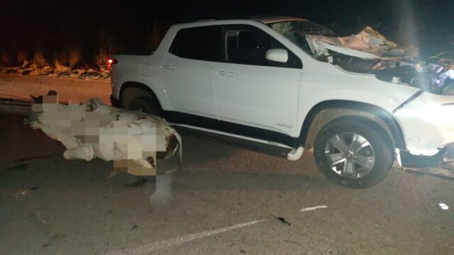 Bovino na pista causa acidente na GO-305 entre Goiandira e Cumari; ninguém ferido