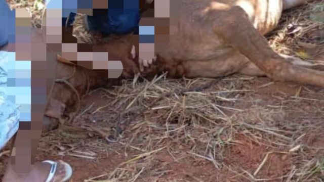 Animal morre após ataque de abelhas durante cavalgada em Goiandira