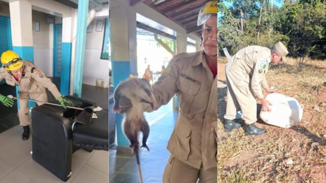 Bombeiros resgatam gambá escondido em poltrona de asilo em Ipameri