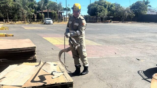 Jiboia é resgatada por bombeiros no Distrito Industrial de Catalão