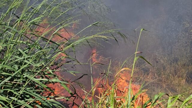 Incêndio em vegetação atinge Pasto do Pedrinho e mobiliza Corpo de Bombeiros em Catalão