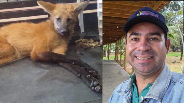 Ato heroico: Lobo-guará é resgatado ferido por catalano em rodovia de Goiânia