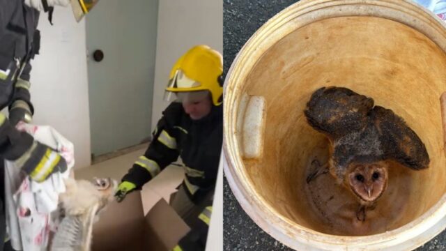 Bombeiros capturam corujas que atacavam moradores em Catalão
