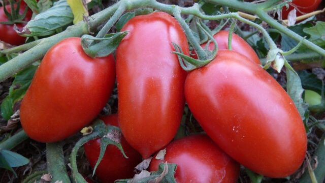 Líder nacional, produção goiana de tomate deve crescer 36,6% na safra atual