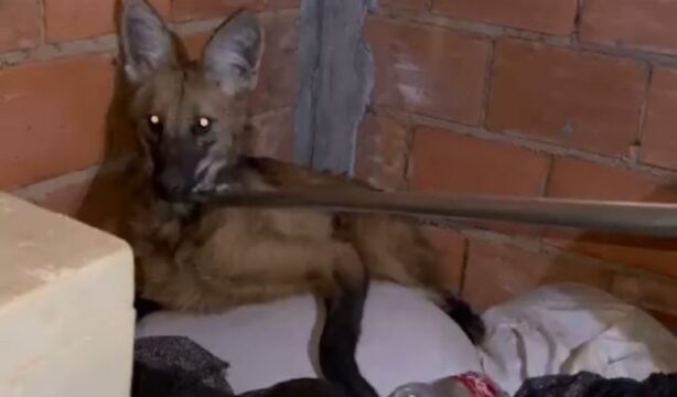 Bombeiros resgatam Lobo Guará em construção em Catalão, Goiás