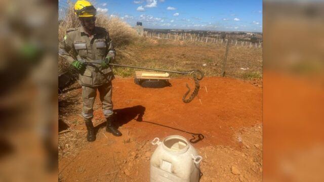 Bombeiros capturam cobra cascavel em construção no condomínio rural Esmeralda, em Ipameri