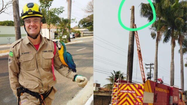 Bombeiros resgatam filhote de arara que caiu de ninho em Ipameri