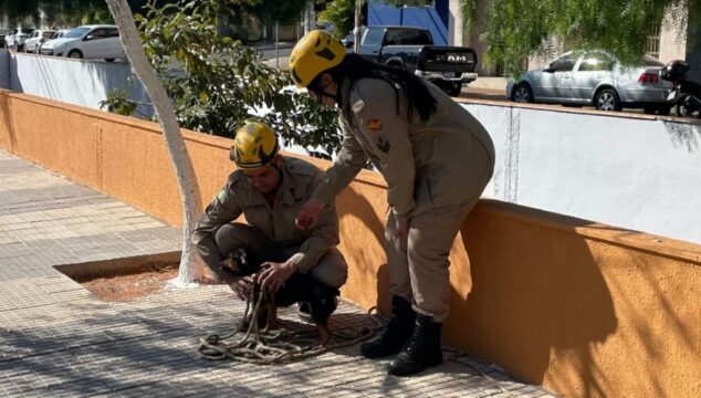 Corpo de Bombeiros resgata cachorro que caiu em canal do Ribeirão Pirapitinga em Catalão