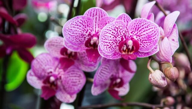 19ª Mostra de Orquídeas de Catalão acontece em setembro no Parque Calixto Abrão