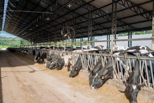 Medidas de apoio ao produtor fortalecem a cadeia láctea em Goiás