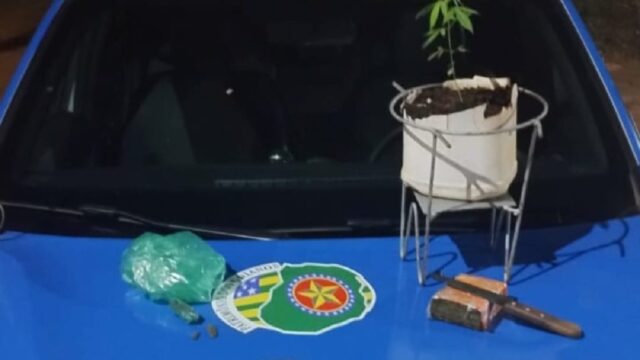 Dois jovens são presos por posse de drogas e cultivo de cannabis no Distrito de Santo Antônio do Rio Verde, Catalão