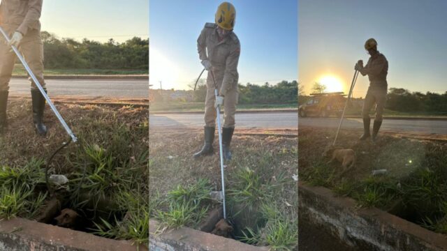 Bombeiros resgatam cachorro preso em buraco na calçada no bairro Monsenhor de Sousa, em Catalão