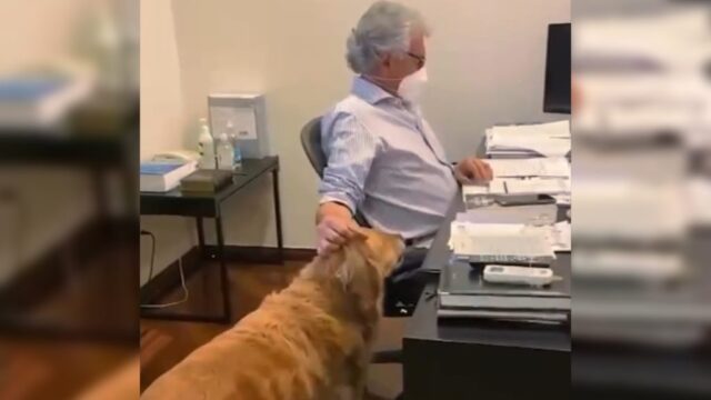 Morre Balu, o cachorro de Ronaldo Caiado, após 12 anos de convivência com o governador