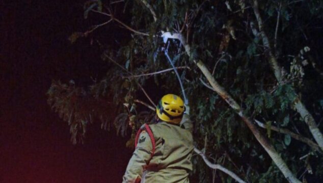 Bombeiros capturam jiboia em árvore de quatro metros de altura em Catalão