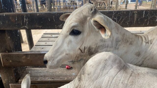 Ações da Agrodefesa com o setor produtivo buscam certificar propriedades livres de brucelose e tuberculose