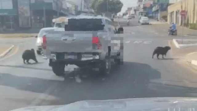 Motorista é multado em Catalão por quase atropelar capivaras em avenida movimentada