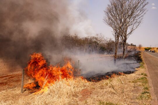 Incêndio atinge margens da GO-210 entre Catalão e Goiandira e mobiliza Bombeiros e moradores