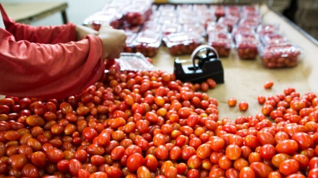 Produção de tomate em Goiás deve crescer 36,6% em 2024