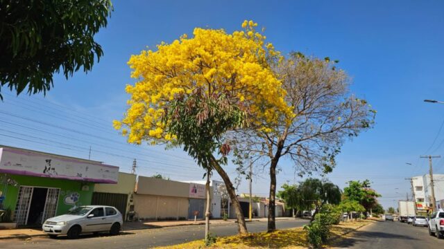 Primavera: começa hoje a estação das flores