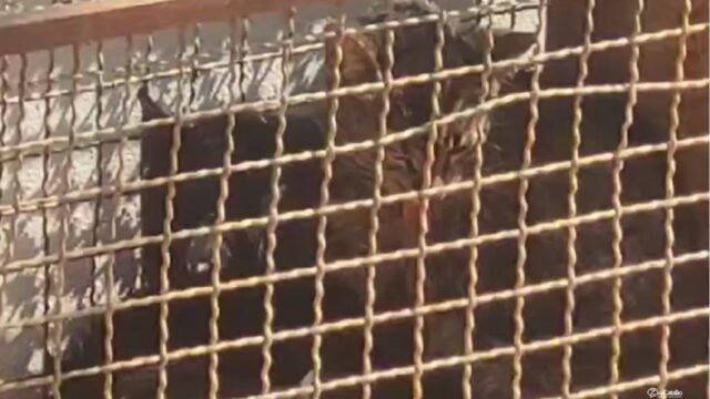 Moradora de Ouvidor encontra gatos presos em armadilha na casa de vizinho; PM registra crime de maus-tratos