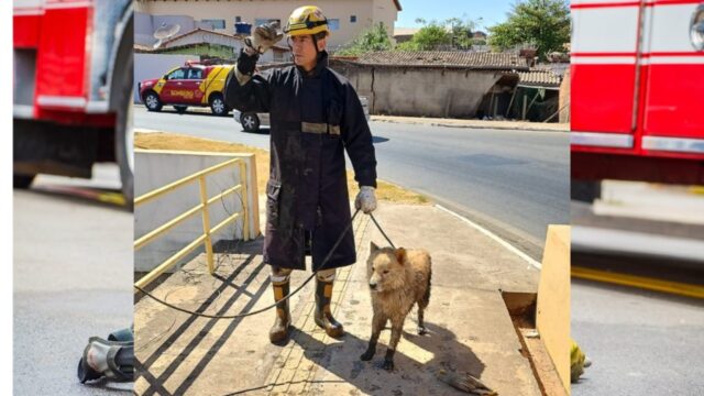 Bombeiros resgatam cachorro preso em calha do Ribeirão Pirapitinga, em Catalão
