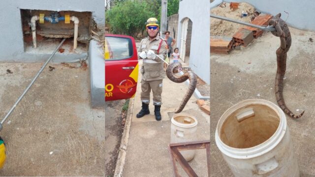 Bombeiros de Catalão capturam jiboia encontrada em caixa de hidrômetro