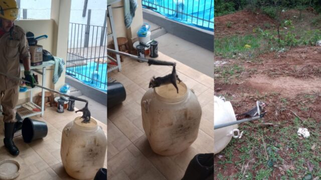 Bombeiros capturam gambá em residência na Vila Souza, em Ipameri