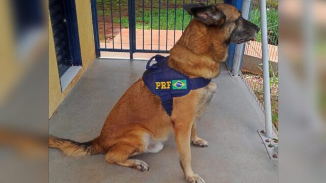 Policiais choram a morte de Turco, o herói das estradas que marcou a história da PRF em Goiás