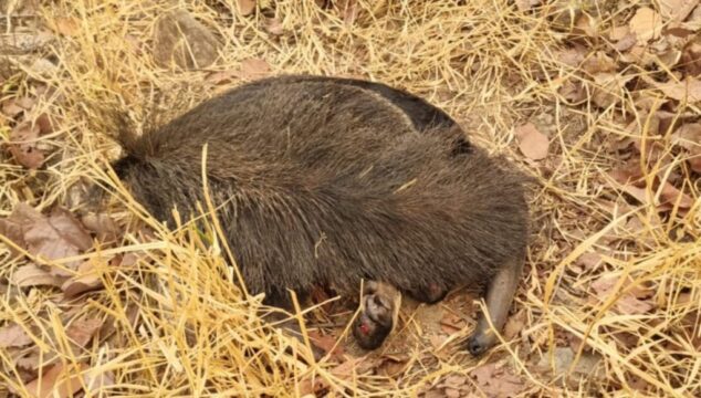 Tamanduá-bandeira ferido é resgatado com queimaduras nas patas em zona rural de Catalão