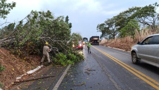 Fortes ventos derrubam árvores e bloqueiam parcialmente rodovia GO-330, em Ipameri