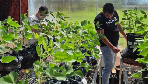 Governo de Goiás financia pesquisa para aumentar resistência da soja à seca