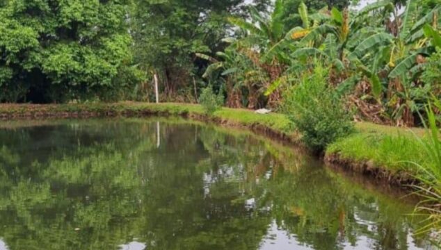 Idoso morre afogado em Piracanjuba ao tentar fugir de ataque de abelhas, diz polícia