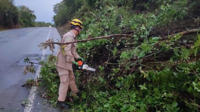 Bombeiros removem árvores caídas que obstruíam parcialmente a GO-330 entre Ipameri e Catalão