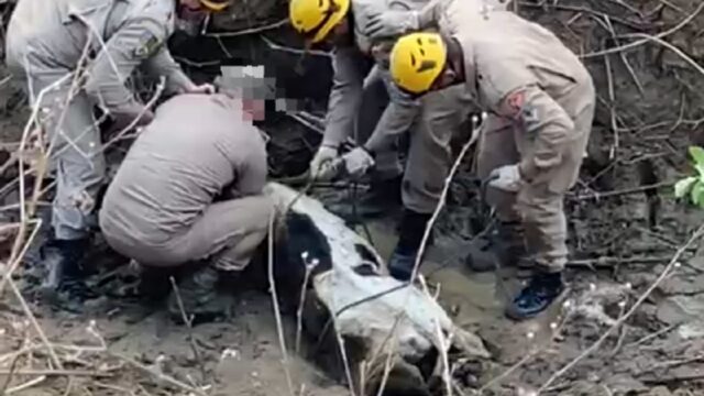 Bombeiros resgatam bezerro preso em brejo na zona rural de Três Ranchos; VÍDEO