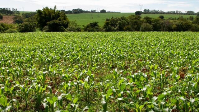 Goiás tem 11 municípios entre os 100 mais prósperos do agronegócio no Brasil