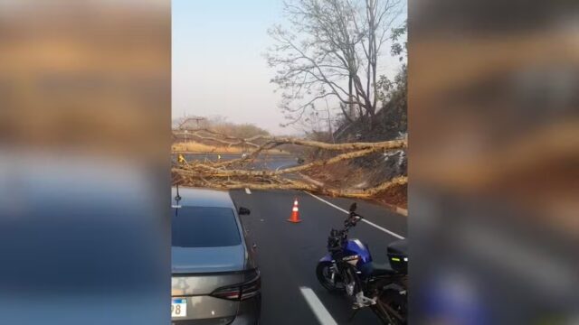BR-050: Árvore caída causa interdição em trecho entre Araguari e Uberlândia