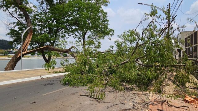 VÍDEO: Tronco de árvore cai e interrompe o trânsito no Setor Santa Cruz, em Catalão