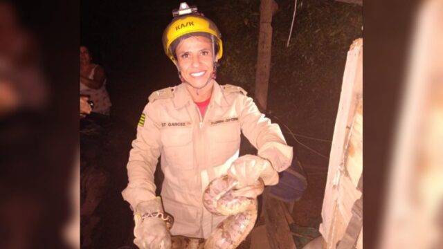Corpo de Bombeiros captura jiboia em chácara na Vila Enedina, em Ipameri