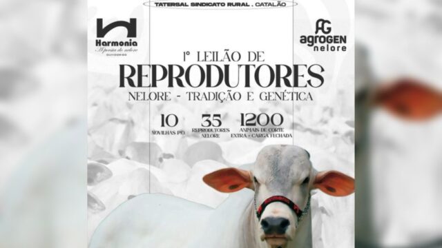 1º Leilão Tradição e Genética é promovido por Nelore Harmonia e Agrogen