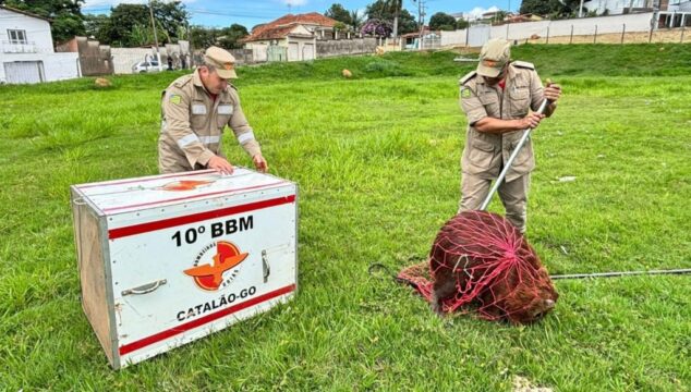 Bombeiros capturam capivara ferida ao lado de supermercado em Catalão
