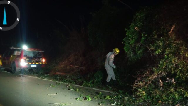 Bombeiros retiram árvore que obstruía rodovia GO-330 em Urutaí