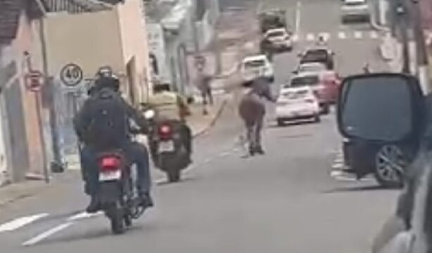 VÍDEO: Cavalo em disparada assusta moradores e motoristas em rua movimentada de Catalão