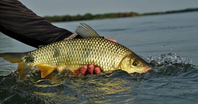 Período de Defeso da Piracema começa hoje em Goiás com proibição da pesca