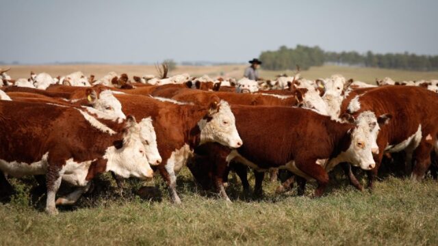 Em alta, abate de bovinos atinge 1,06 milhão de animais em Goiás