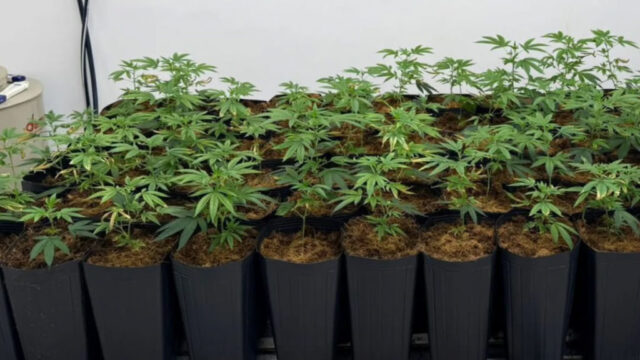 Polícia Civil descobre plantação de maconha em imóvel de Caldas Novas e prende suspeito em flagrante por tráfico de drogas