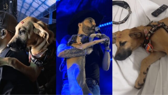 Cantor Edson, da dupla com Hudson, adota cachorrinha em Catalão e a apresenta em show