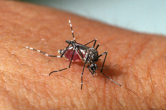 Uberlândia decreta emergência em saúde pública após aumento de casos de dengue