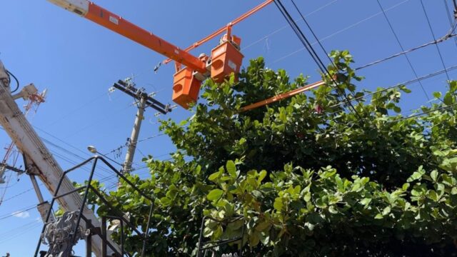 Equatorial Goiás realiza cerca de 300 mil podas em 2024